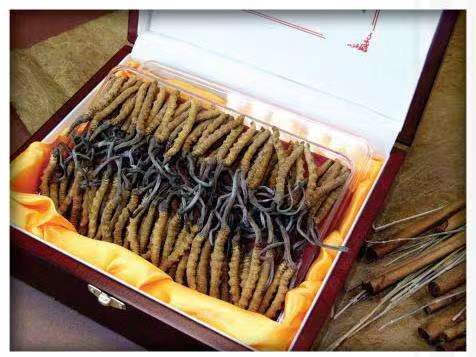 于田冬虫夏草回收